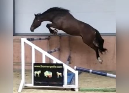 Oldenburger Springpferd, Wałach, 8 lat, 178 cm, Gniada