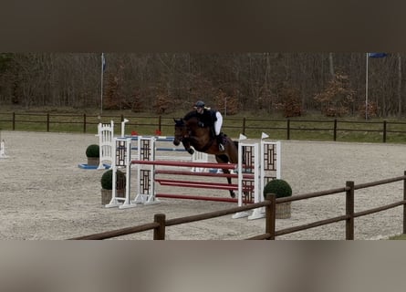 Oldenburger Springpferd, Wałach, 9 lat, 170 cm, Gniada