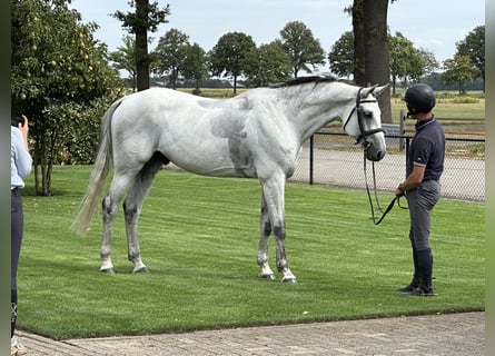 Oldenburger Springpferd, Wałach, 9 lat, 173 cm, Siwa