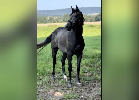 Oldenburger Springpferd, Wałach, 2 lat, 168 cm, Siwa