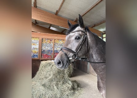 Oldenburger Springpferd, Wałach, 4 lat, 165 cm, Siwa