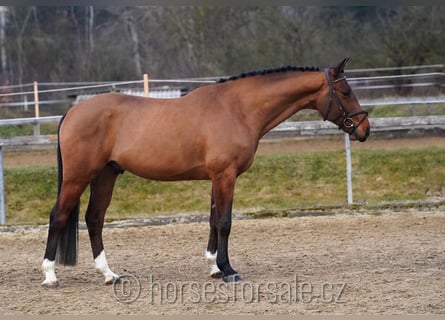 Oldenburger Springpferd, Wałach, 5 lat, 163 cm, Gniada