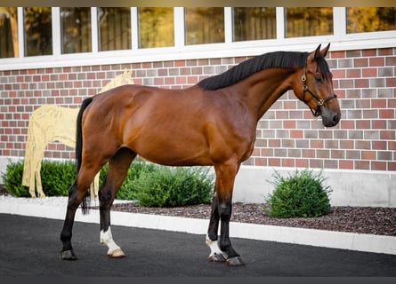 Oldenburger Springpferd, Wałach, 5 lat, 171 cm, Gniada