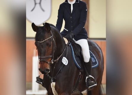 Oldenburger Springpferd, Wałach, 7 lat, 172 cm, Gniada