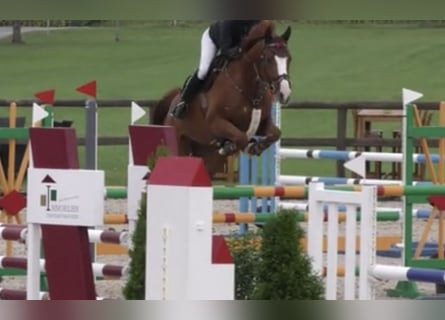 Oldenburger Springpferd, Wałach, 7 lat, 172 cm, Kasztanowata