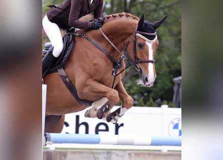 Oldenburger Springpferd, Wałach, 9 lat, 165 cm, Kasztanowata
