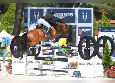 Oldenburger Springpferd, Wallach, 10 Jahre, 166 cm, Brauner
