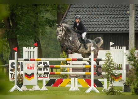Oldenburger Springpferd, Wallach, 10 Jahre, 171 cm, Apfelschimmel