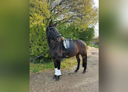 Oldenburger Springpferd, Wallach, 11 Jahre, 164 cm, Dunkelbrauner