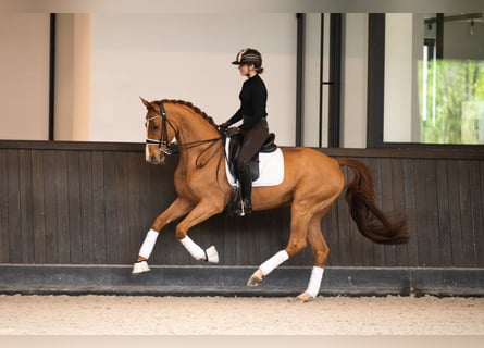 Oldenburger Springpferd, Wallach, 11 Jahre, 166 cm, Dunkelfuchs