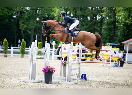 Oldenburger Springpferd, Wallach, 11 Jahre, 182 cm, Fuchs