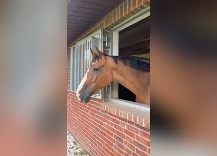 Oldenburger Springpferd, Wallach, 12 Jahre, 180 cm, Brauner