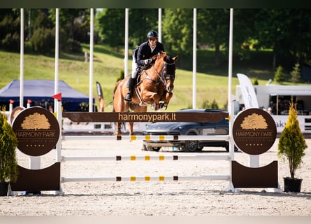 Oldenburger Springpferd, Wallach, 12 Jahre, 182 cm, Fuchs