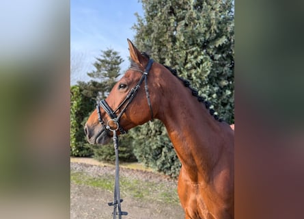 Oldenburger Springpferd, Wallach, 13 Jahre, 166 cm, Dunkelfuchs