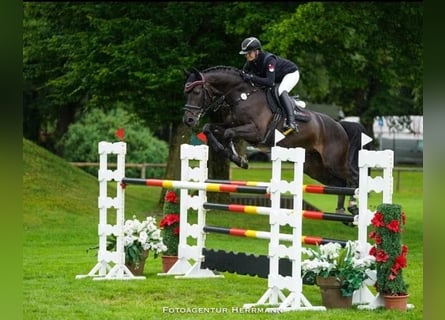 Oldenburger Springpferd, Wallach, 13 Jahre, 170 cm, Rappe