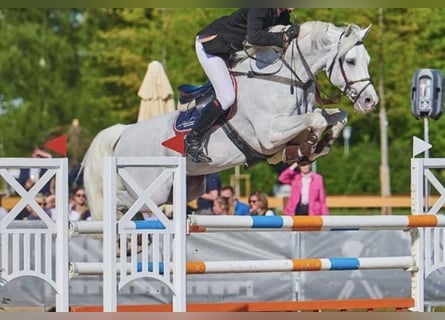 Oldenburger Springpferd, Wallach, 13 Jahre, 172 cm, Schimmel