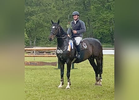 Oldenburger Springpferd, Wallach, 14 Jahre, 169 cm, Dunkelbrauner