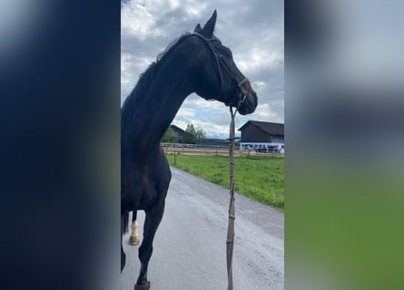 Oldenburger Springpferd, Wallach, 14 Jahre, 187 cm, Schwarzbrauner