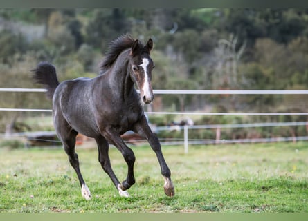 Oldenburger Springpferd, Wallach, 1 Jahr, 170 cm, Kann Schimmel werden