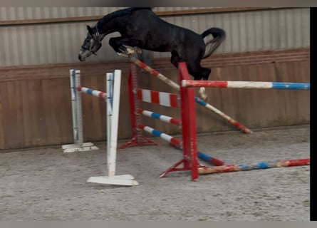 Oldenburger Springpferd, Wallach, 2 Jahre, 158 cm, Schimmel