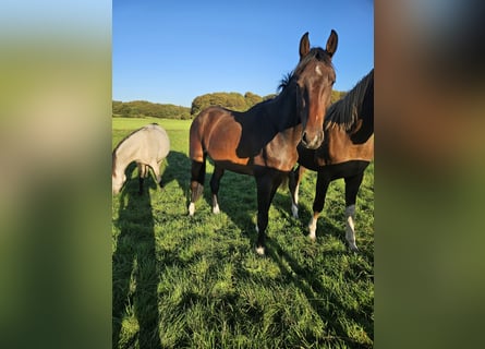 Oldenburger Springpferd, Wallach, 2 Jahre, 172 cm, Brauner