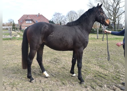 Oldenburger Springpferd, Wallach, 3 Jahre, 160 cm, Dunkelbrauner