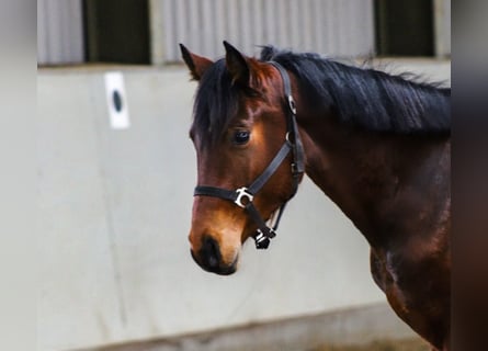 Oldenburger Springpferd, Wallach, 3 Jahre, 162 cm, Brauner