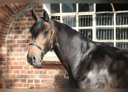 Oldenburger Springpferd, Wallach, 3 Jahre, 162 cm, Dunkelbrauner