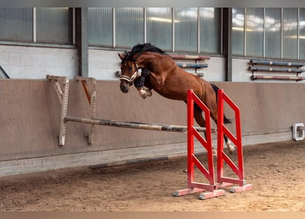 Oldenburger Springpferd, Wallach, 3 Jahre, 165 cm, Brauner