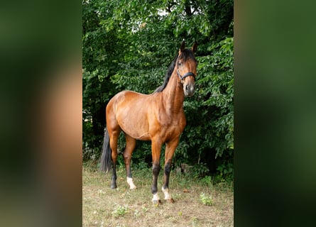 Oldenburger Springpferd, Wallach, 3 Jahre, 165 cm, Brauner