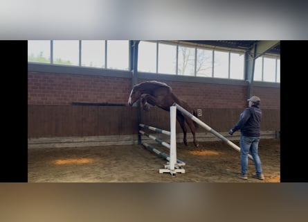 Oldenburger Springpferd, Wallach, 3 Jahre, 166 cm, Fuchs