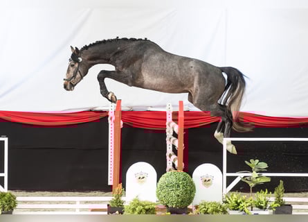 Oldenburger Springpferd, Wallach, 3 Jahre, 166 cm, Kann Schimmel werden