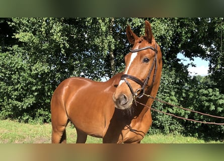 Oldenburger Springpferd, Wallach, 3 Jahre, 167 cm, Fuchs
