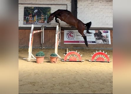 Oldenburger Springpferd, Wallach, 3 Jahre, 168 cm, Brauner