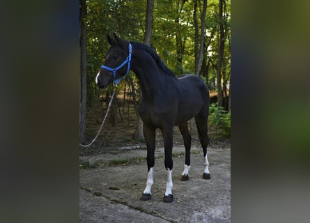Oldenburger Springpferd, Wallach, 3 Jahre, 168 cm, Dunkelbrauner
