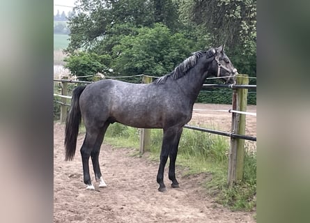 Oldenburger Springpferd, Wallach, 3 Jahre, 168 cm, Rappschimmel
