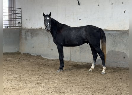 Oldenburger Springpferd, Wallach, 3 Jahre, 172 cm, Rappschimmel