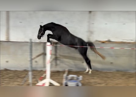 Oldenburger Springpferd, Wallach, 3 Jahre, 172 cm, Rappschimmel