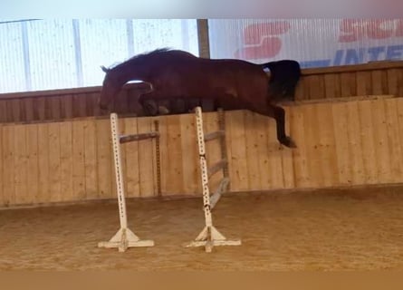Oldenburger Springpferd, Wallach, 3 Jahre, 175 cm, Brauner