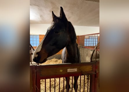 Oldenburger Springpferd, Wallach, 3 Jahre, Dunkelbrauner