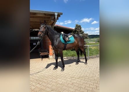 Oldenburger Springpferd, Wallach, 3 Jahre, Dunkelbrauner