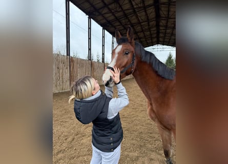 Oldenburger Springpferd, Wallach, 3 Jahre, Hellbrauner