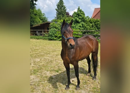 Oldenburger Springpferd, Wallach, 4 Jahre, 162 cm, Brauner