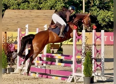Oldenburger Springpferd, Wallach, 4 Jahre, 163 cm, Brauner
