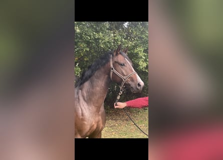 Oldenburger Springpferd, Wallach, 4 Jahre, 164 cm, Brauner