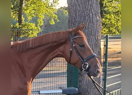 Oldenburger Springpferd, Wallach, 4 Jahre, 164 cm, Fuchs