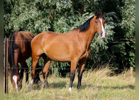 Oldenburger Springpferd, Wallach, 4 Jahre, 165 cm, Brauner