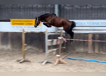 Oldenburger Springpferd, Wallach, 4 Jahre, 166 cm, Brauner