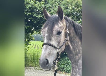 Oldenburger Springpferd, Wallach, 4 Jahre, 166 cm, Schimmel