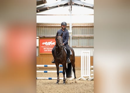 Oldenburger Springpferd, Wallach, 4 Jahre, 167 cm, Brauner